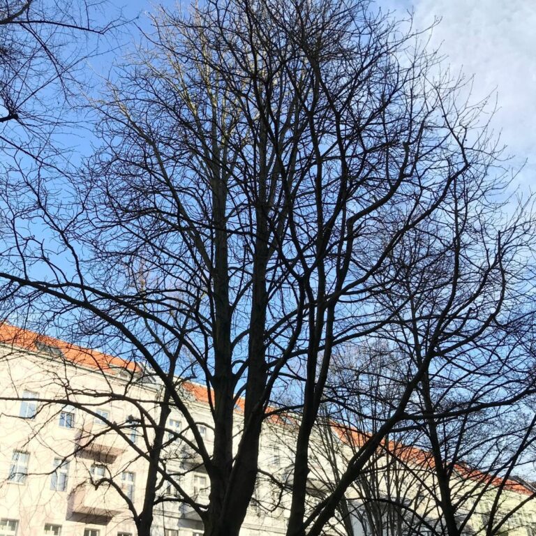 Stadtbaumbegehung mit Picknick im Schatten